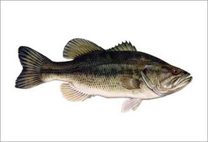 Black Bass