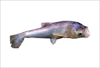 Carpa Cabeçuda