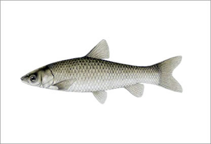 Carpa Capim