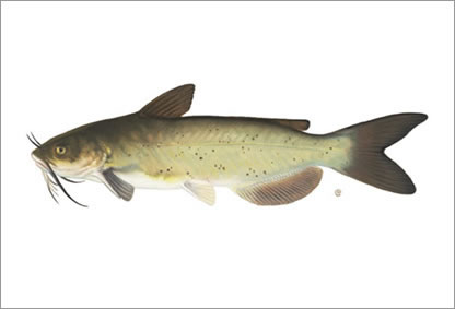 Cat Fish