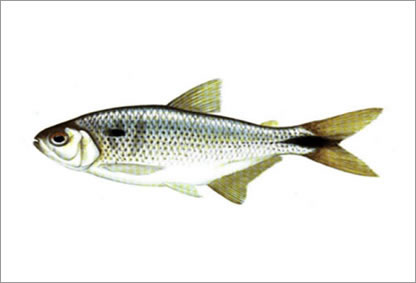 Lambari