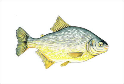 Pacu Comum