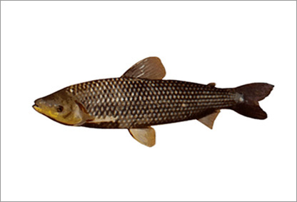 Pivaçu