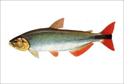 Piraputanga