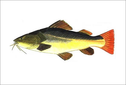 Pirarara
