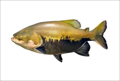 Tambaqui