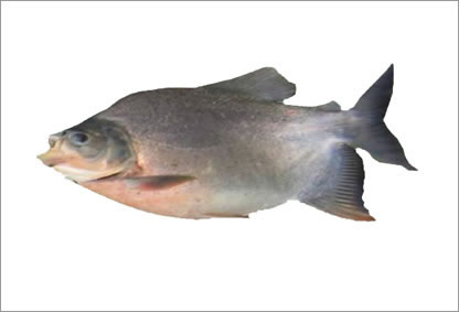 Tantinga